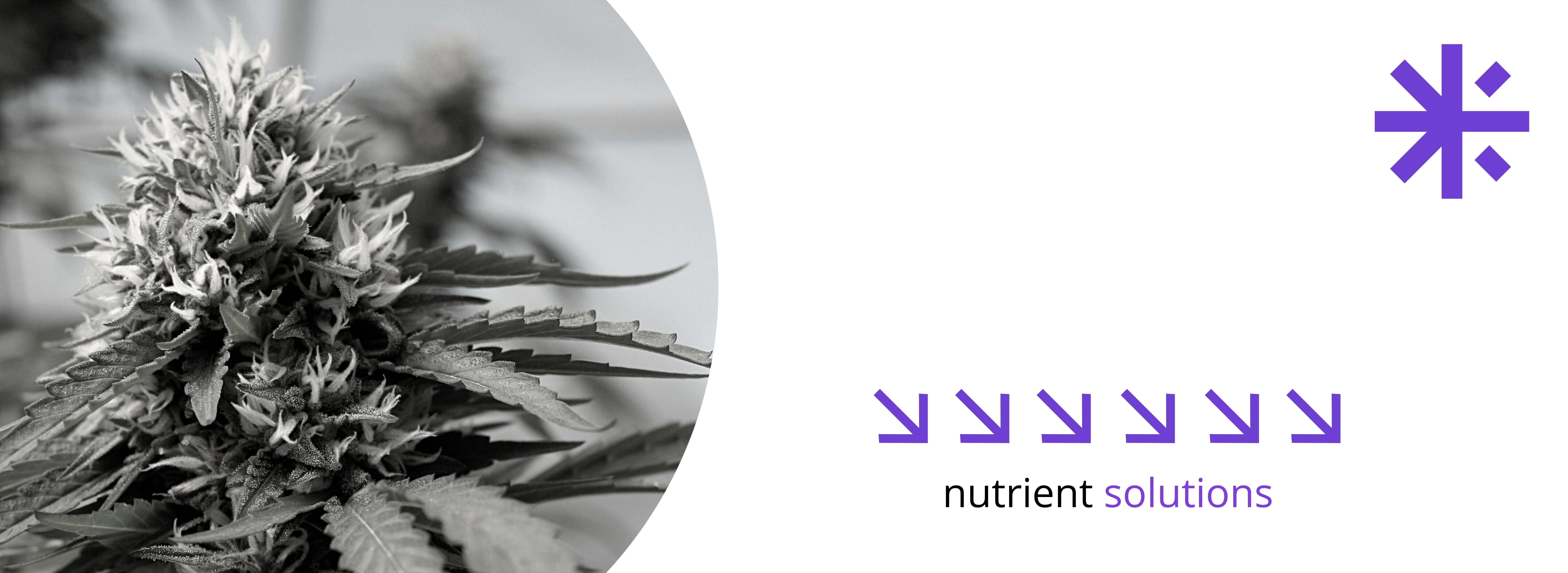 Nutrientes