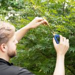 TECH Tijera Podadora Curva en Acero – Tijeras para cultivo y autocultivo de cannabis