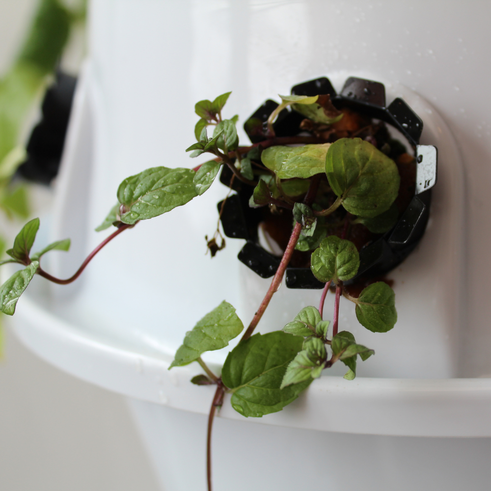 Garten Sistema Hidróponico en Torre de 30 plantas